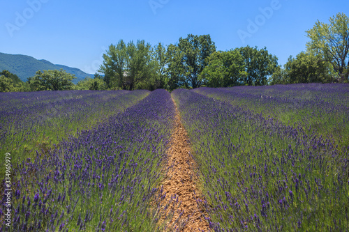 Beautiful landscape of blooming lavender field Provence.