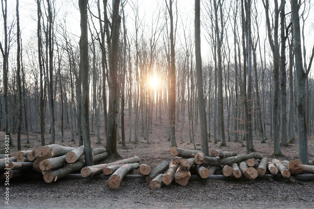 Cut tree trunks piled on a forest road in the beautiful afternoon light. Deforestation, forest management. Cut tree trunks piled on a forest road in the beautiful afternoon light. Deforestation, forest management.