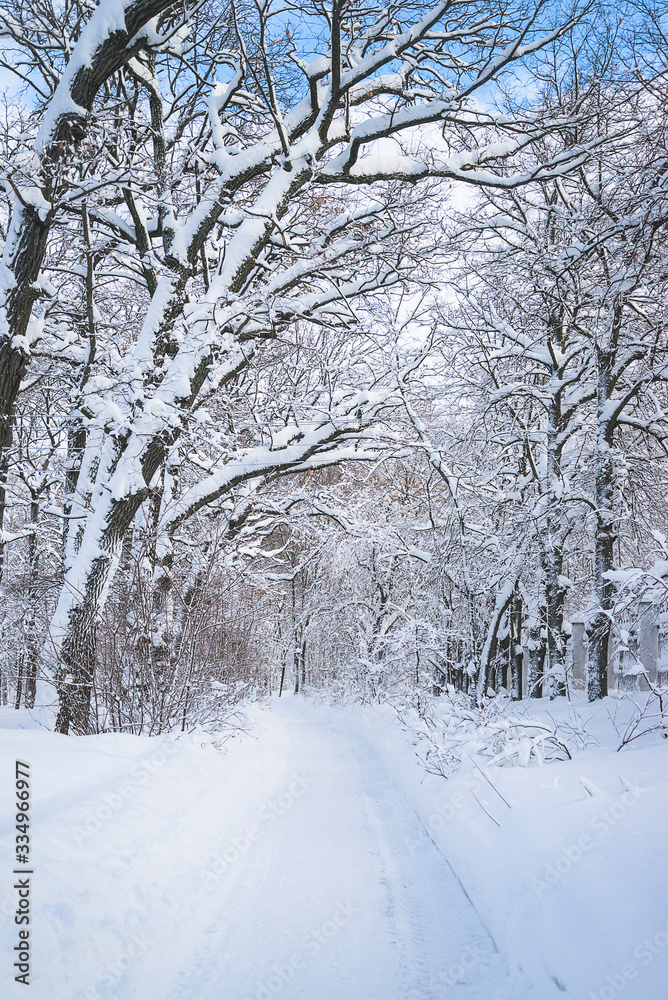 Beautiful winter landscape with trees covered by fresh snow. Vertical picture