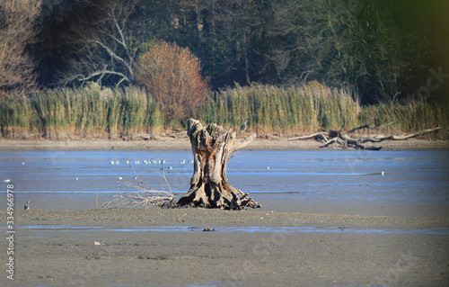 grey heron sitting on the bizarre remnant of a dead tree in the middle of the pond with low level of water, Poodri, Czech Republic photo