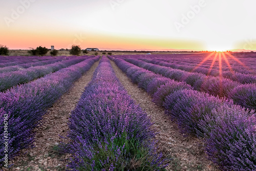 Sunset in the Lavender fields