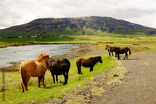 Icelandic Horses in the Sn  fellsnes peninsula  Iceland
