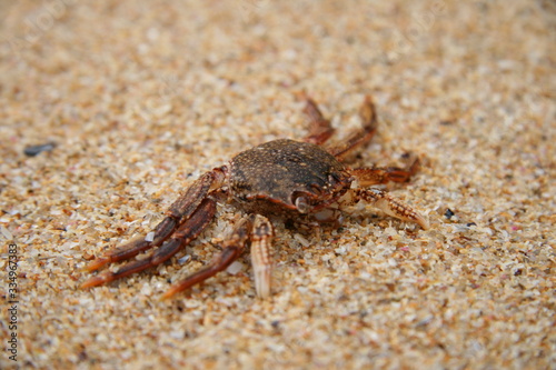Crab © Radek