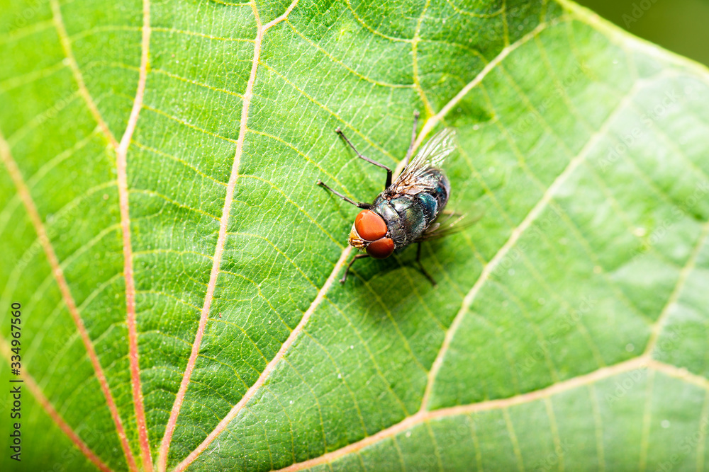 Naklejka premium Steel-blue Bluebottle Blowfly also known as Chrysomya saffranea