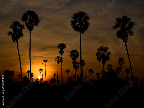 landscape sugar palm in Thailand