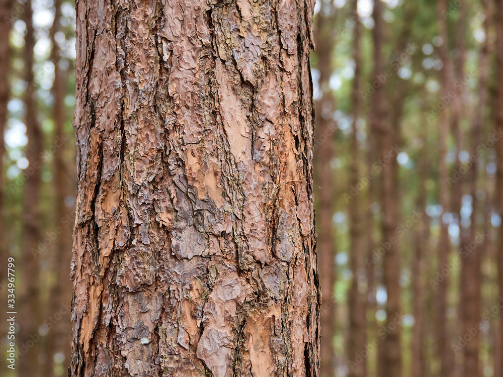 Pine trees are long-lived perennials. Especially in the cold place Pine trees are long-lived perennials. Especially in the cold place