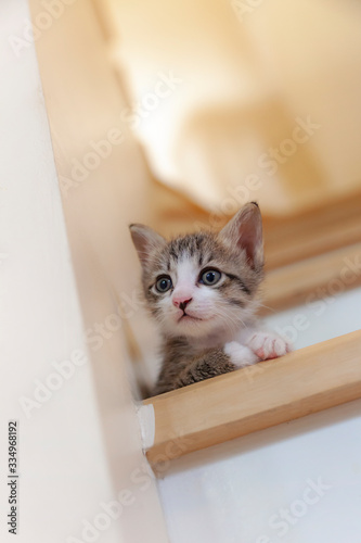 The kitten tried to walk down the stairs.
