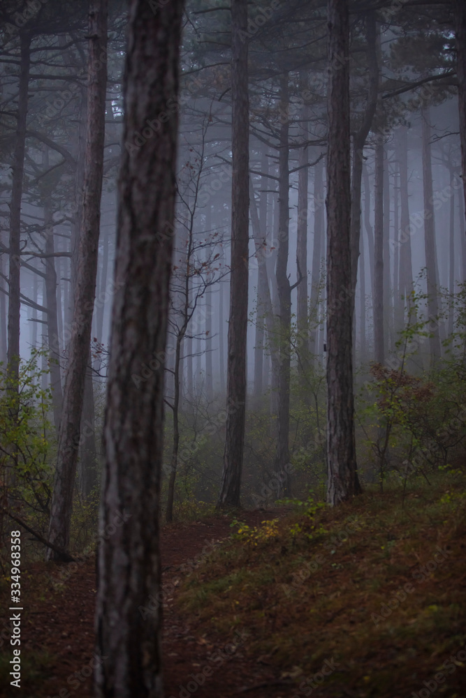 Obraz premium misty morning forest