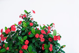Red bloom flower or crown of thorns on white background