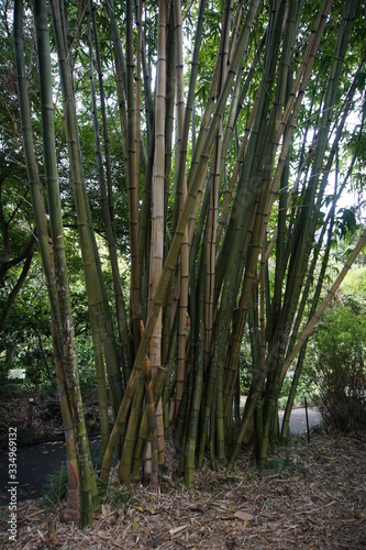 Bamboo growing in Sydney Botanic Gardens