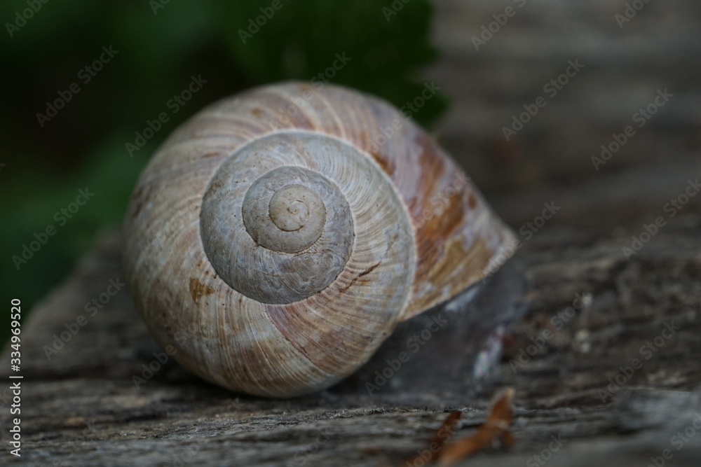 A snail shell and dry brown leaves A snail shell and dry brown leaves