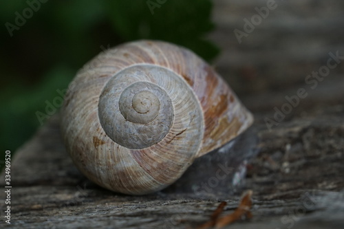 A snail shell and dry brown leaves