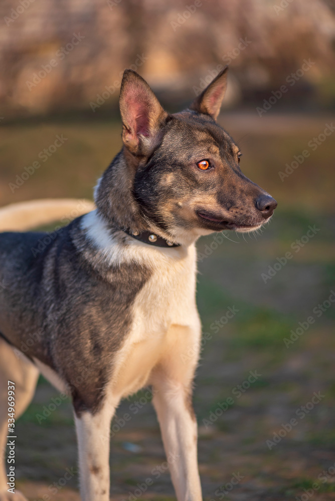 Portrait of a yard dog. Photographed close-up. Portrait of a yard dog. Photographed close-up.