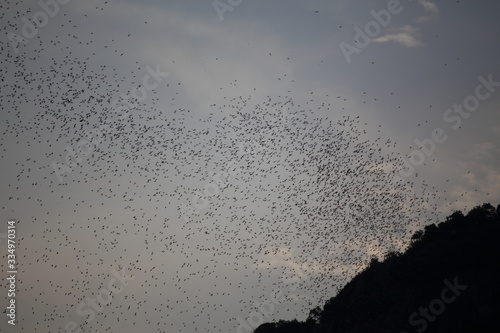group of bats are flying out a living