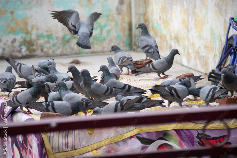 Fototapeta premium pigeons on street