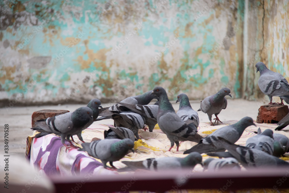 Fototapeta premium pigeons on roof of top