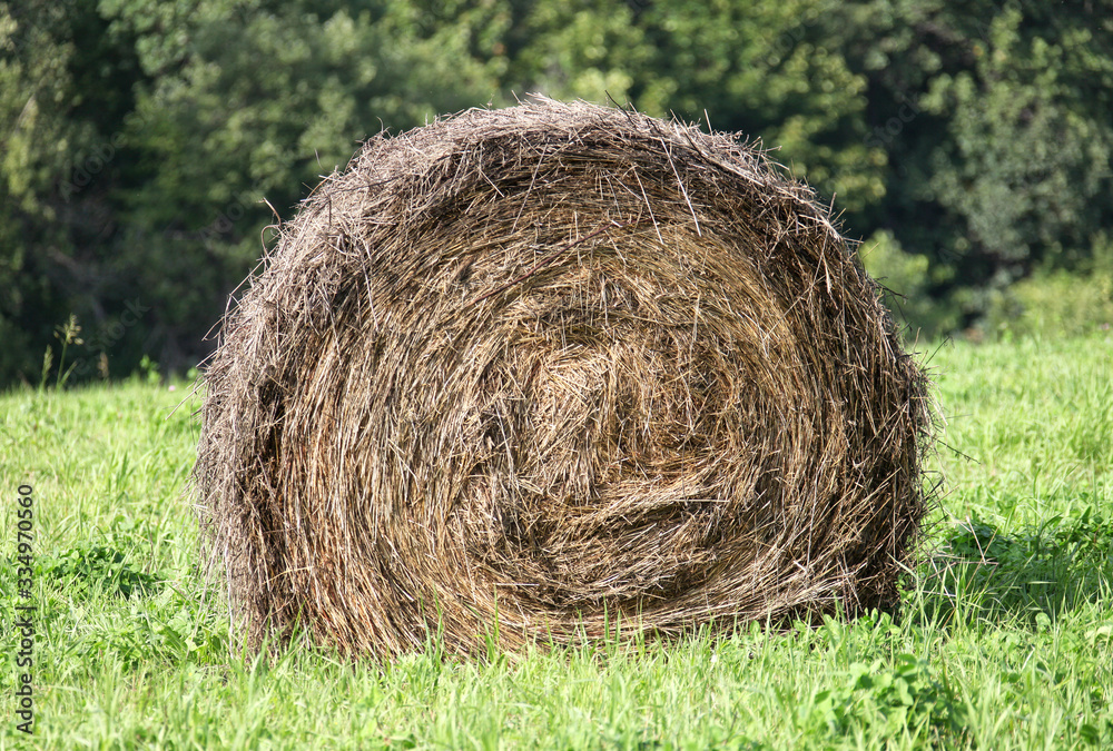 bale of hay in the field bale of hay in the field