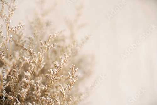 Fototapeta Naklejka Na Ścianę i Meble -   Close up Dried brown flower plant                                                                                           