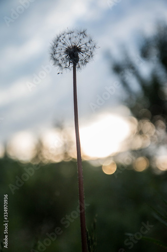 dandelion on green background of blue sky