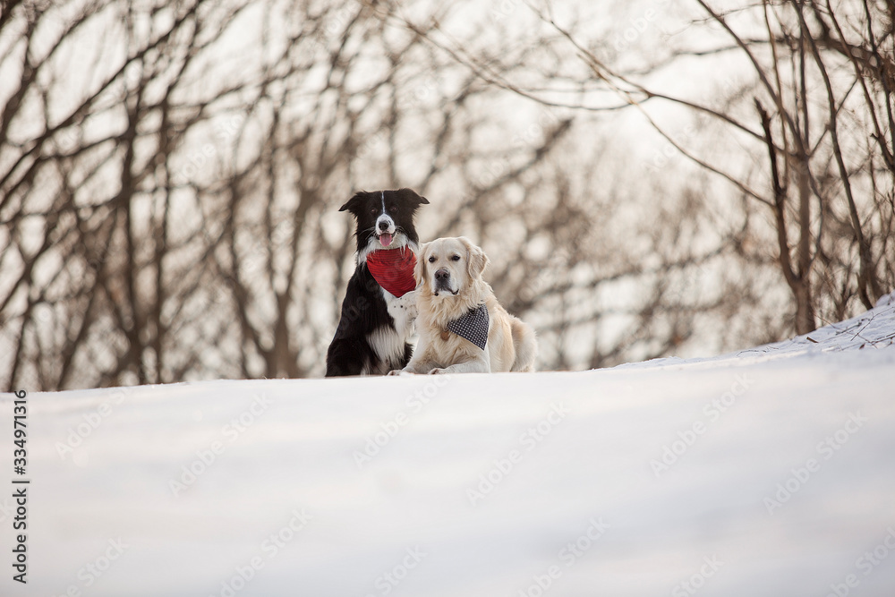 golden retriever and border collie hug dogs on winter landscape golden retriever and border collie hug dogs on winter landscape