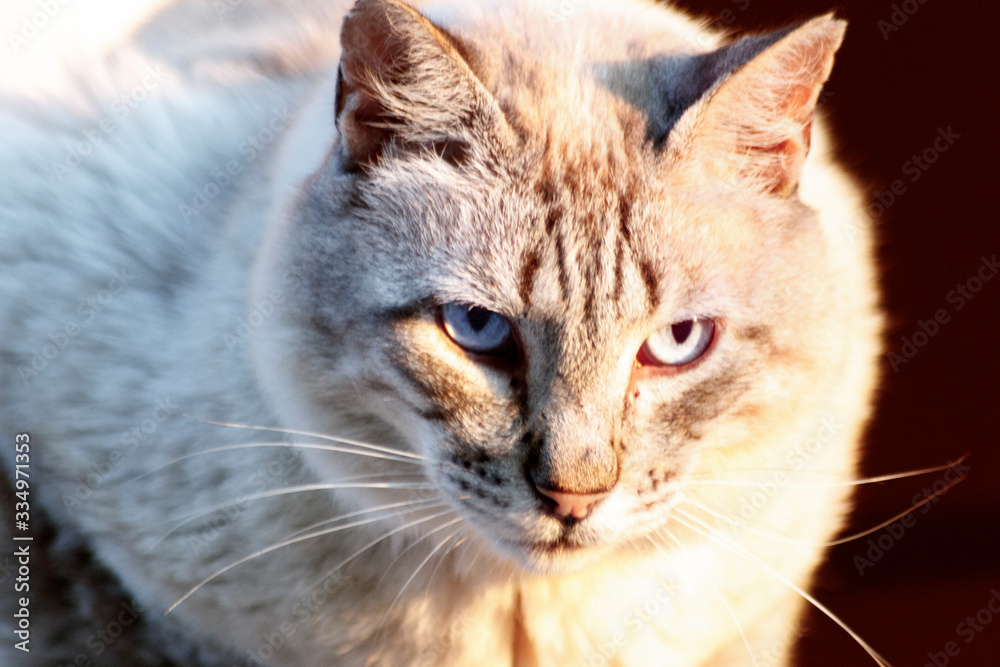 Fototapeta premium sweet cat relax at the sun