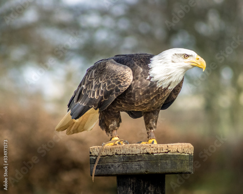 Birds of Prey at a Falconry Centre