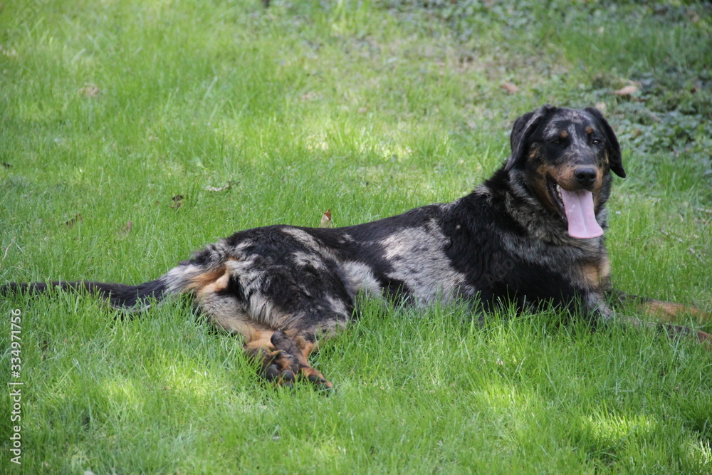 Sheepdogs domestic garden puppy playing together Sheepdogs domestic garden puppy playing together