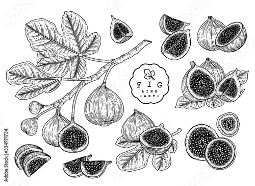 Vector Sketch Fruit decorative set. Fig. Hand Drawn Botanical Illustrations. Black and white with line art isolated on white backgrounds. Fruits drawings. Retro style elements.