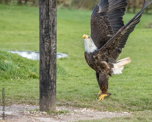 Birds of Prey at a Falconry Centre