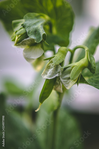 Grow Your Own Mangetout starting to form on a plant