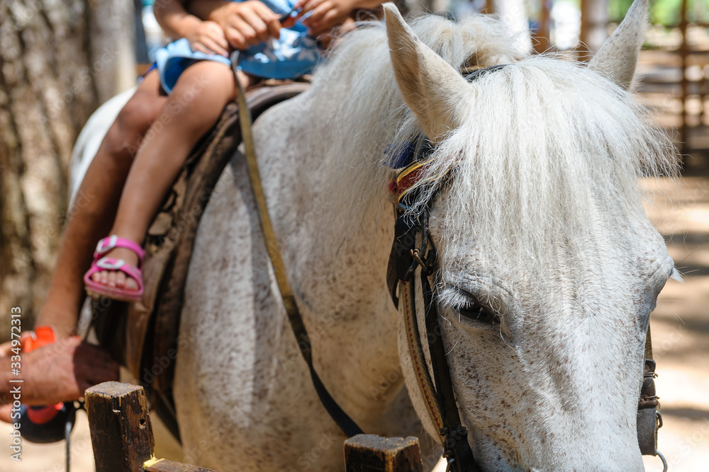 Tired white horse rides children. Summer. Forest. Concept - Animal Exploitation