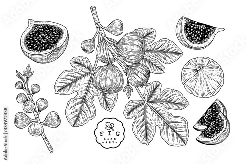 Vector Sketch Fruit decorative set. Fig. Hand Drawn Botanical Illustrations. Black and white with line art isolated on white backgrounds. Fruits drawings. Retro style elements.