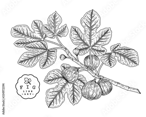 Vector Sketch Fruit decorative set. Fig. Hand Drawn Botanical Illustrations. Black and white with line art isolated on white backgrounds. Fruits drawings. Retro style elements.