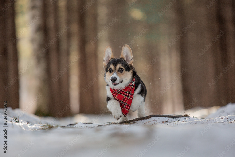 welsh corgi puppy dog running in winter forest