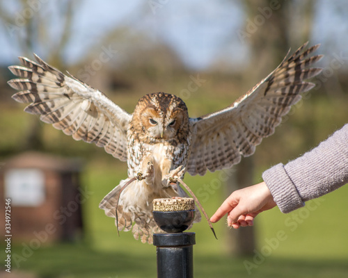 Birds of Prey at a Falconry Centre