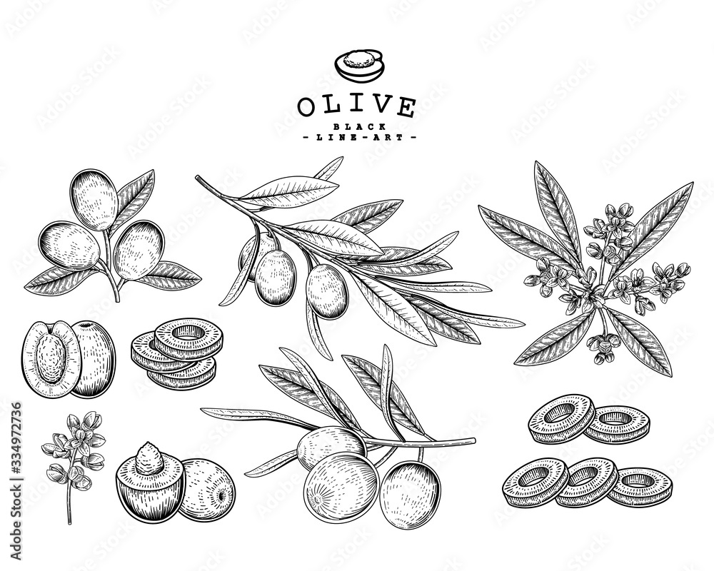 Vecteur Stock Vector Sketch olive decorative set. Hand Drawn Botanical ...