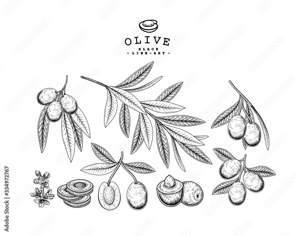 Vector Sketch olive decorative set. Hand Drawn Botanical Illustrations ...