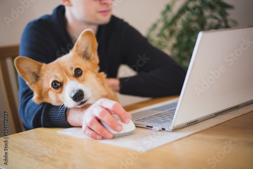 A man working at home during home office with a red and happy welsh corgi pembroke dog © Justyna