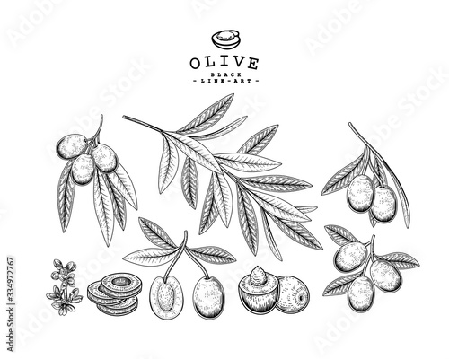 Vector Sketch olive decorative set. Hand Drawn Botanical Illustrations. Black and white with line art isolated on white backgrounds. Plant drawings. Retro style elements.