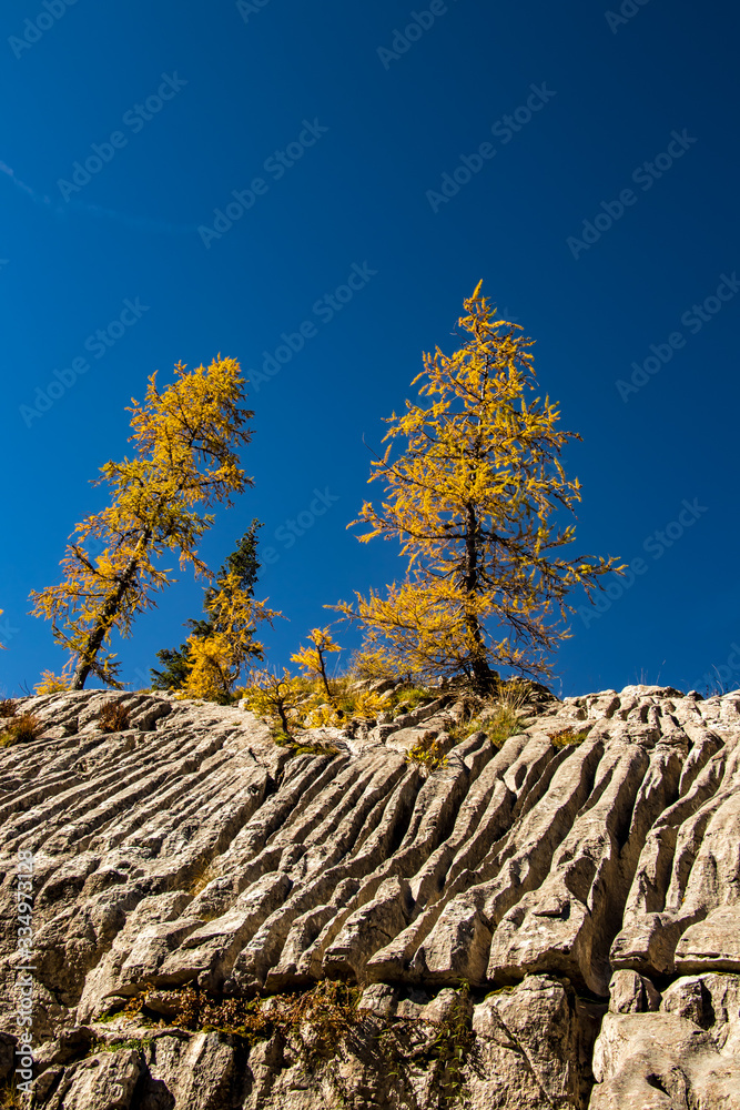 Cracks in rock with some larch trees, autumn time Cracks in rock with some larch trees, autumn time