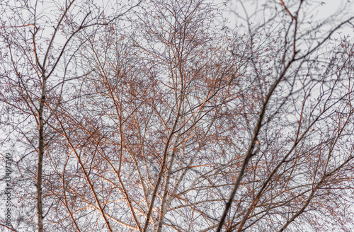 tree in the sky