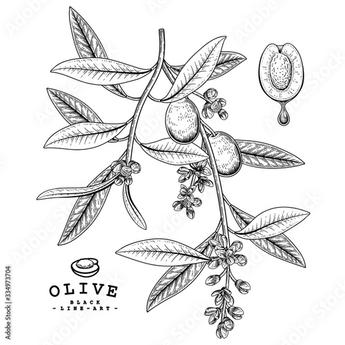 Vector Sketch Olive decorative set. Hand Drawn Botanical Illustrations. Black and white with line art isolated on white backgrounds. Plant drawings. Retro style elements.