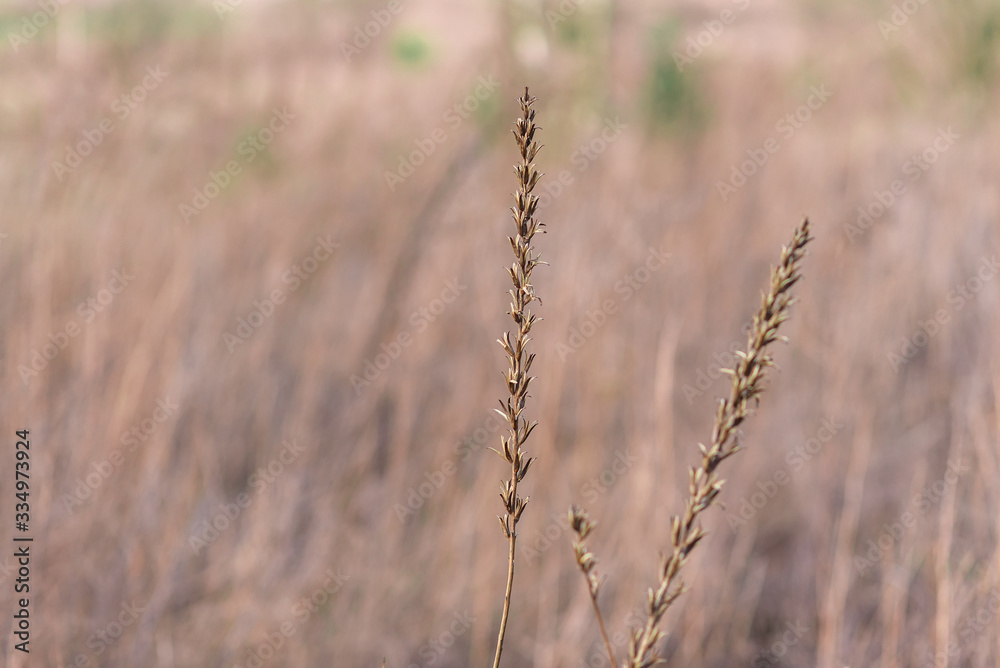 Fototapeta premium field of wheat