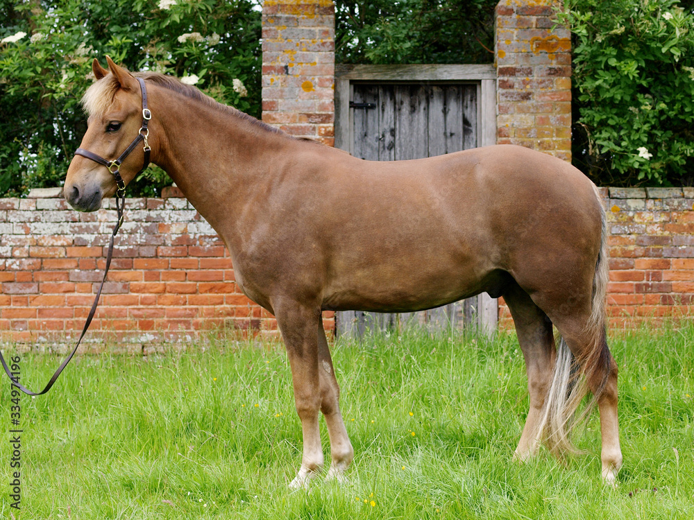 New Forest Pony New Forest Pony