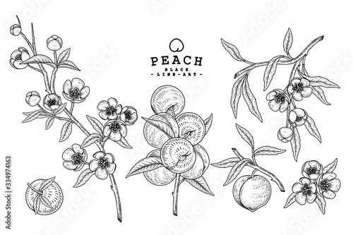 Vector Sketch Peach decorative set. Hand Drawn Botanical Illustrations. Black and white with line art isolated on white backgrounds. Fruits drawings. Retro style elements.