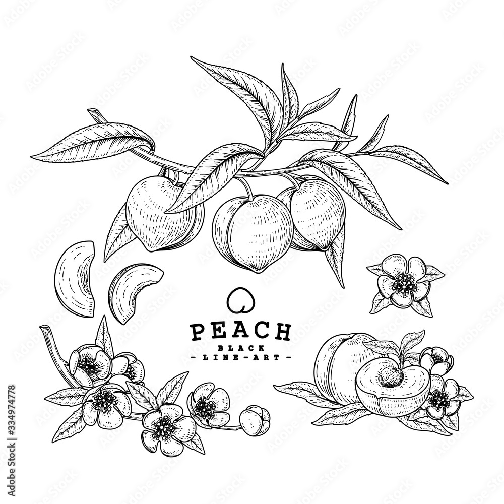 Vector Sketch Peach decorative set. Hand Drawn Botanical Illustrations ...