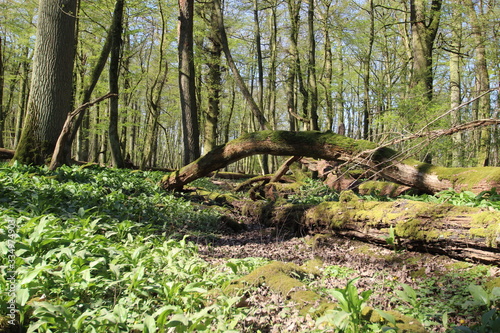 Auenwald im Frühling