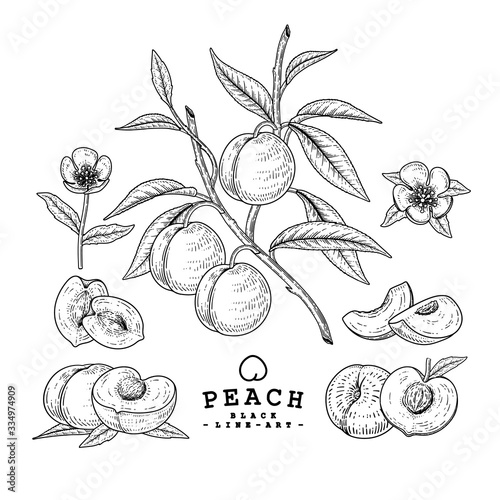 Vector Sketch Peach decorative set. Hand Drawn Botanical Illustrations. Black and white with line art isolated on white backgrounds. Fruits drawings. Retro style elements.