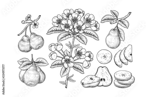 Vector Sketch Pear decorative set. Hand Drawn Botanical Illustrations. Black and white with line art isolated on white backgrounds. Fruits drawings. Retro style elements.