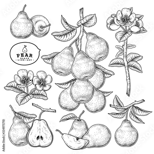 Vector Sketch Pear decorative set. Hand Drawn Botanical Illustrations. Black and white with line art isolated on white backgrounds. Fruits drawings. Retro style elements.